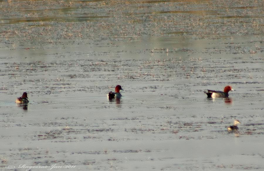 Eurasian Wigeon - ML275446801