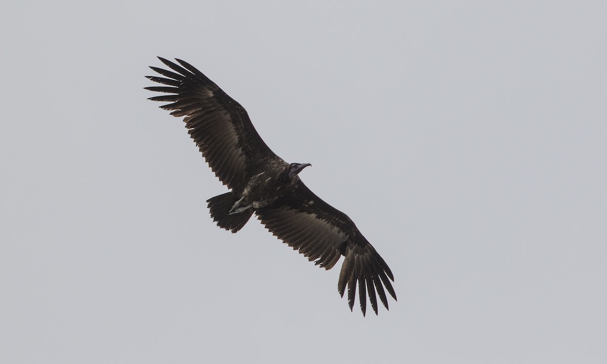 Hooded Vulture - Zak Pohlen