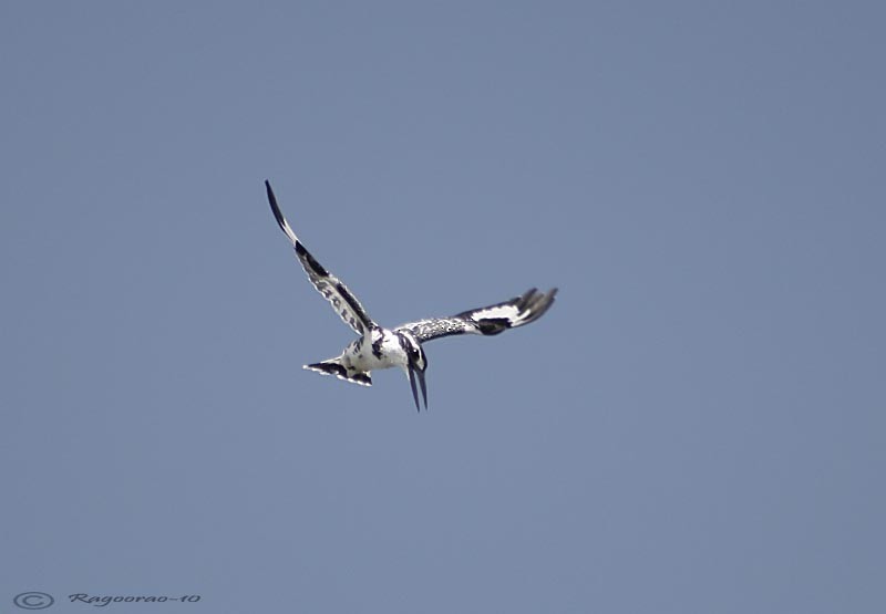 Pied Kingfisher - ML275447881