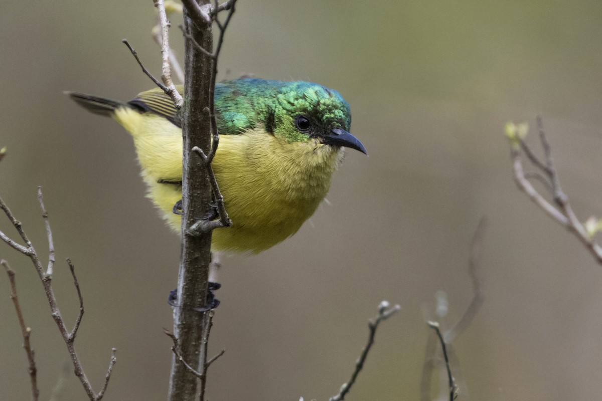 Collared Sunbird - ML275447981