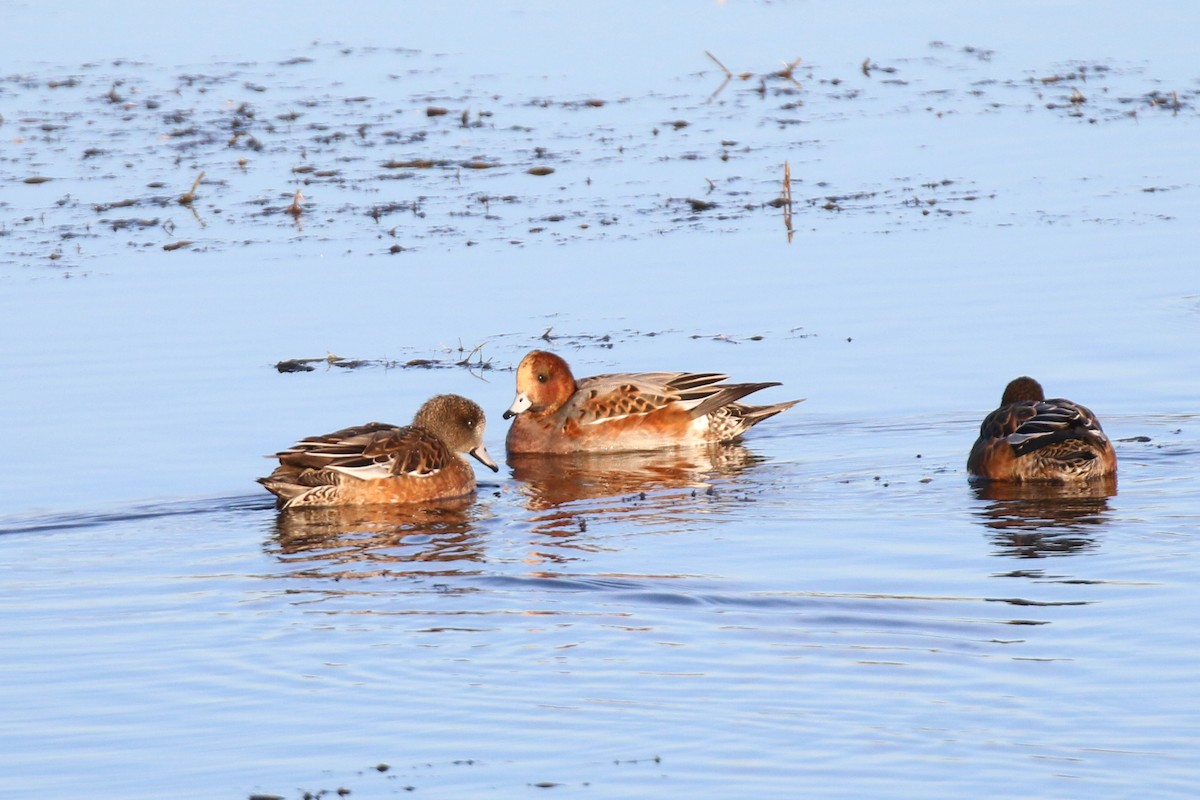 Eurasian Wigeon - ML275448711