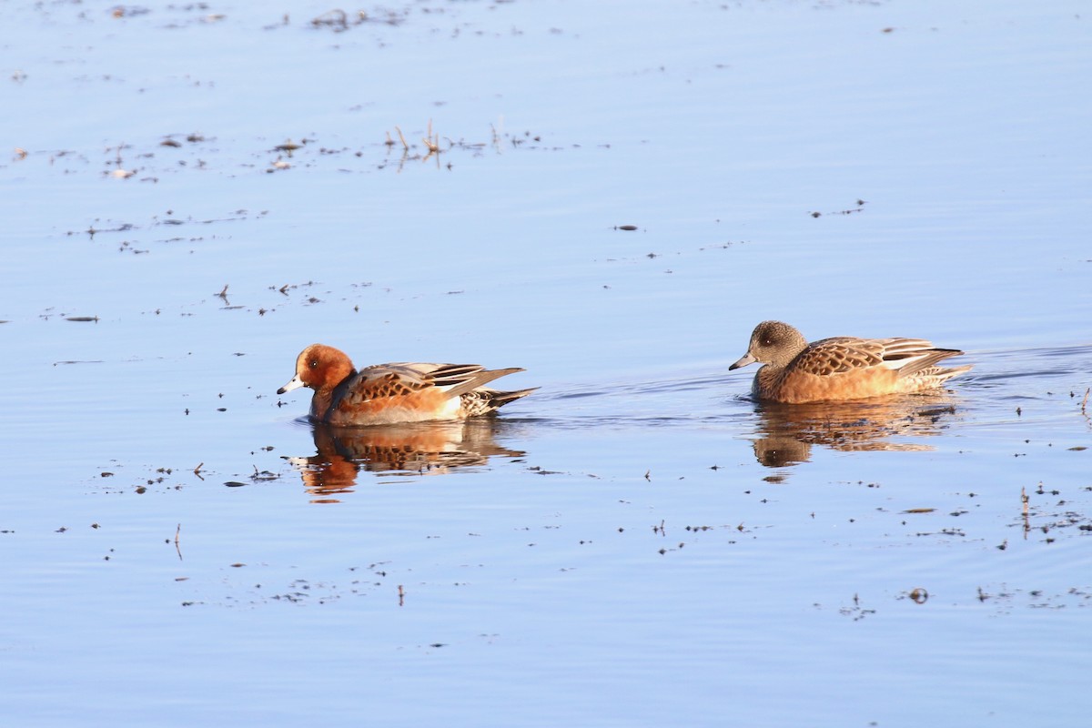 Eurasian Wigeon - ML275448821