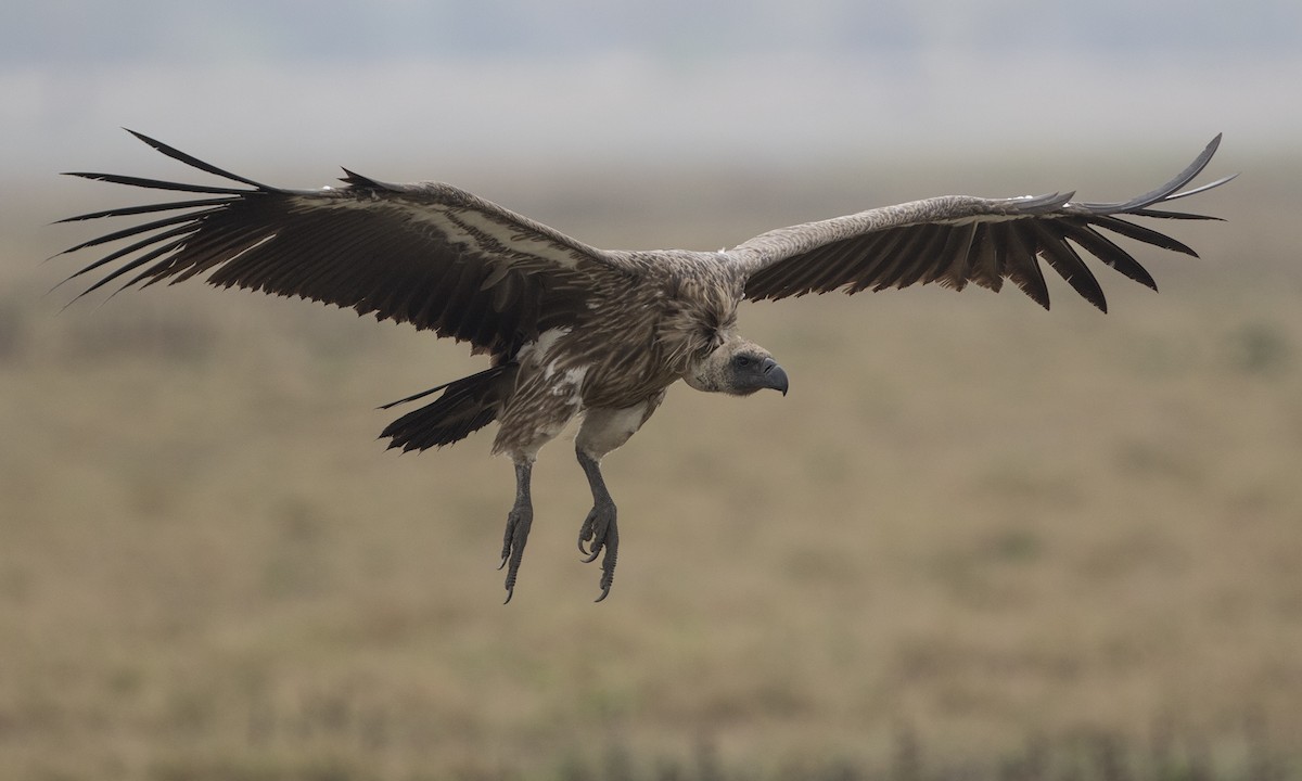 White-backed Vulture - ML275448891