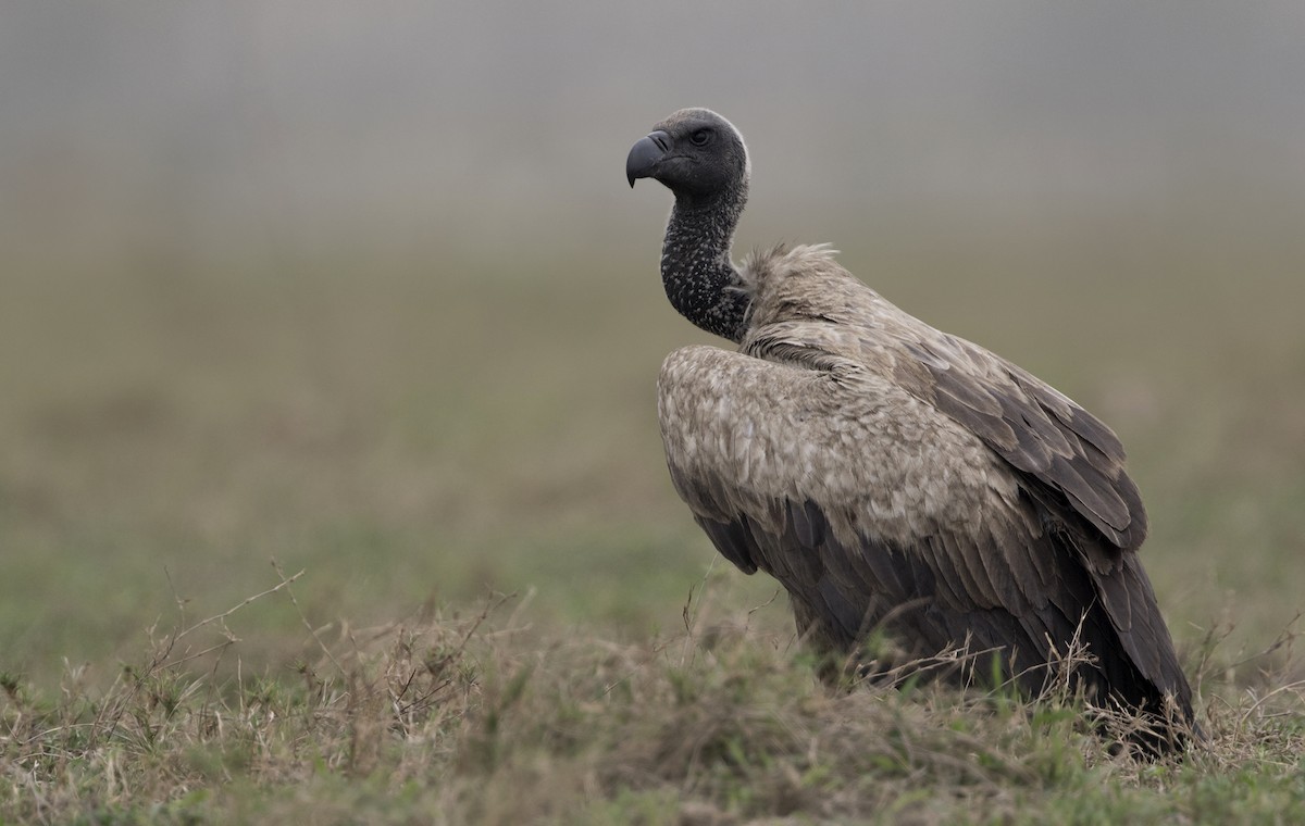 White-backed Vulture - ML275449051