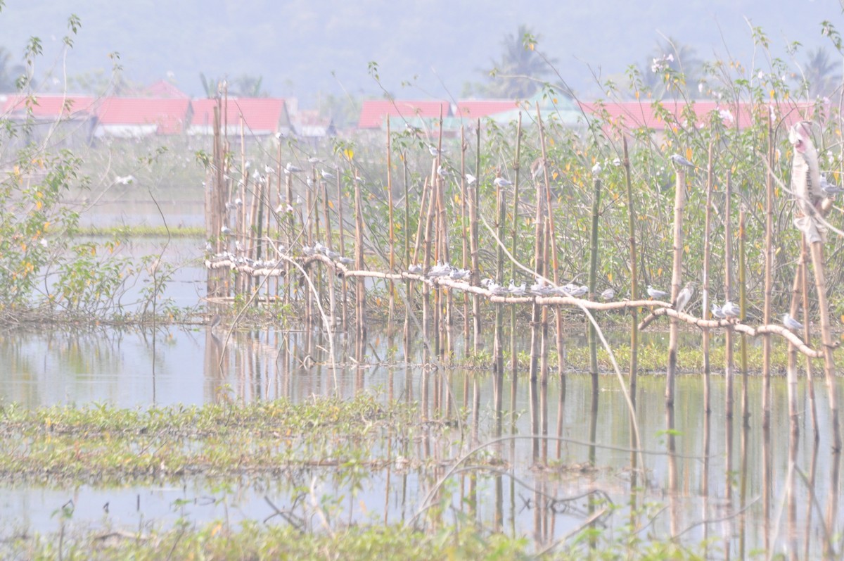 Whiskered Tern - ML275450001