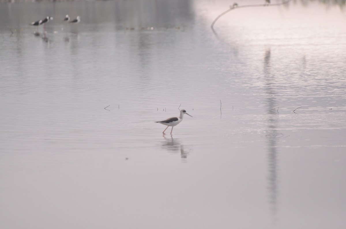 Pied Stilt - Alif Lutfi