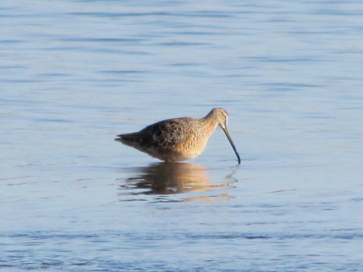 Long-billed Dowitcher - ML27545041