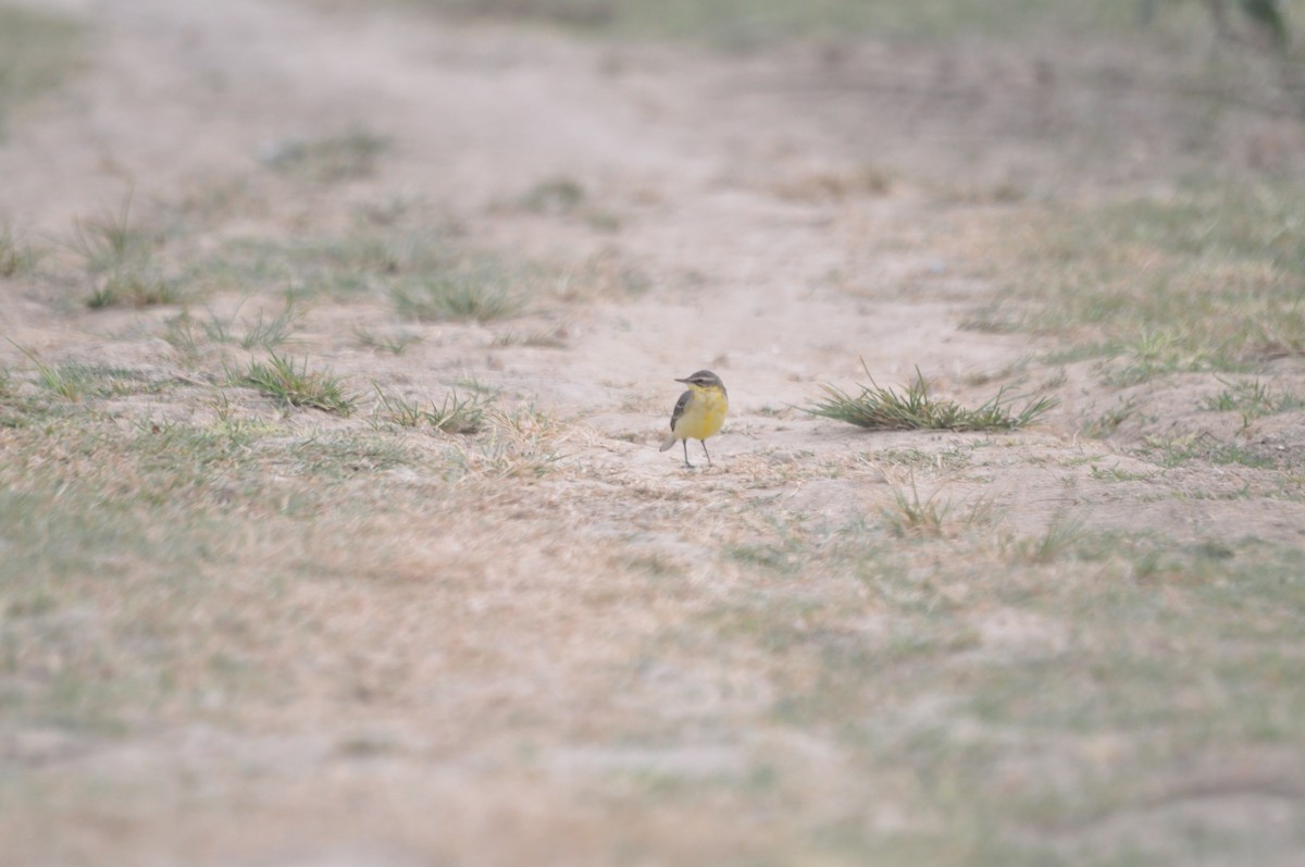 Gray Wagtail - ML275450841