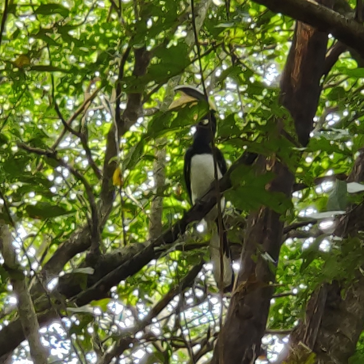 Malabar Pied-Hornbill - Pratik Kamu