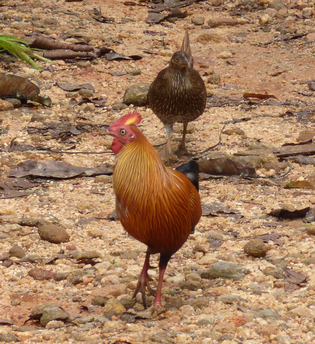 Sri Lanka Junglefowl - ML275454301