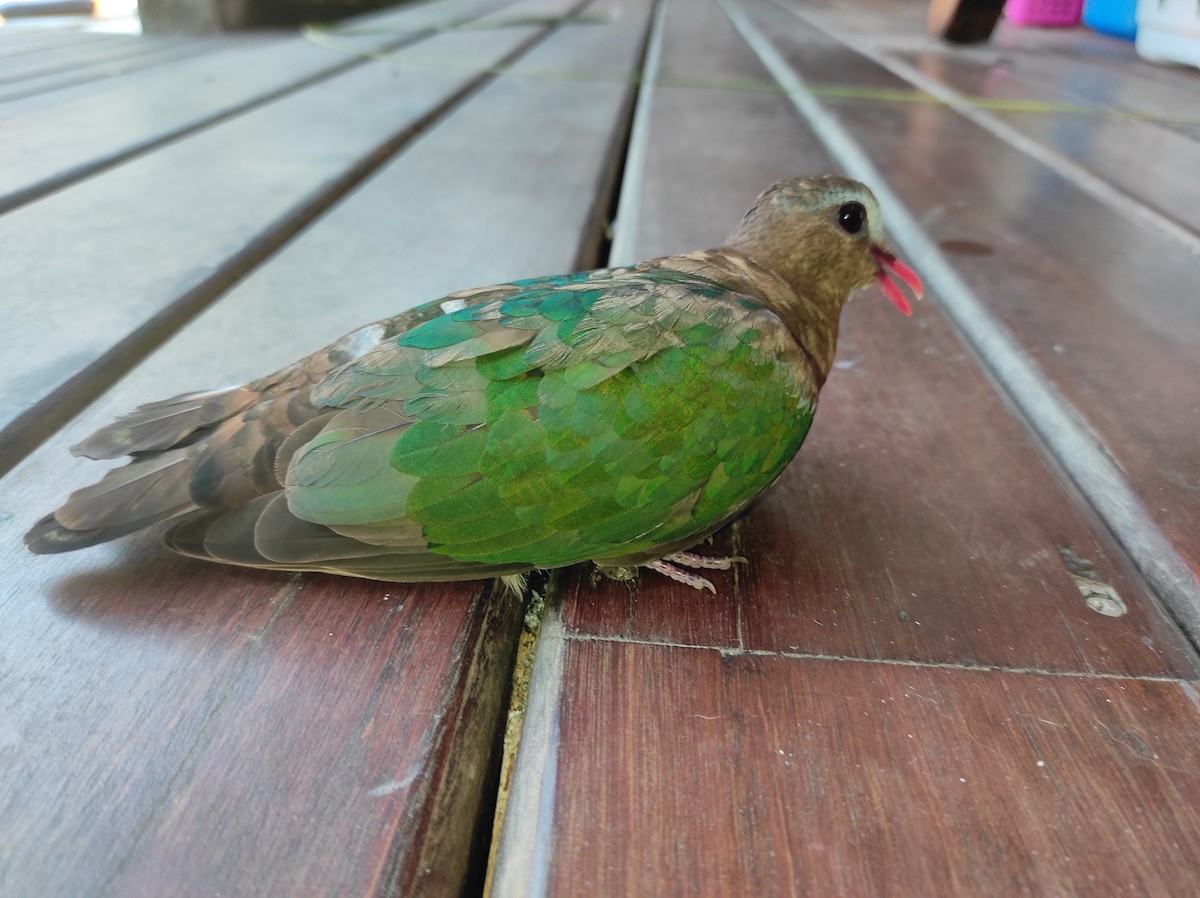 Asian Emerald Dove - Cedric Saveuse