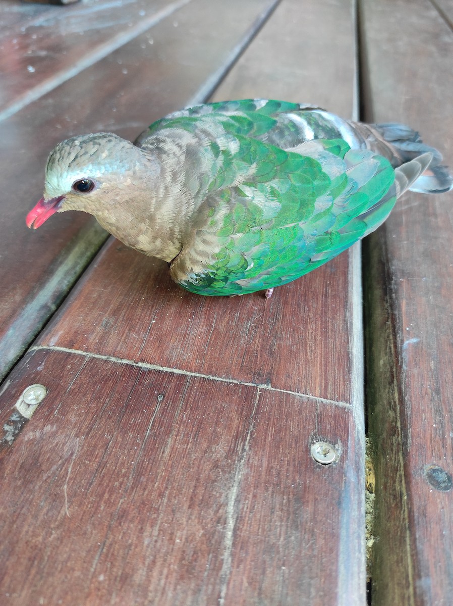 holub zelenokřídlý - ML275455341