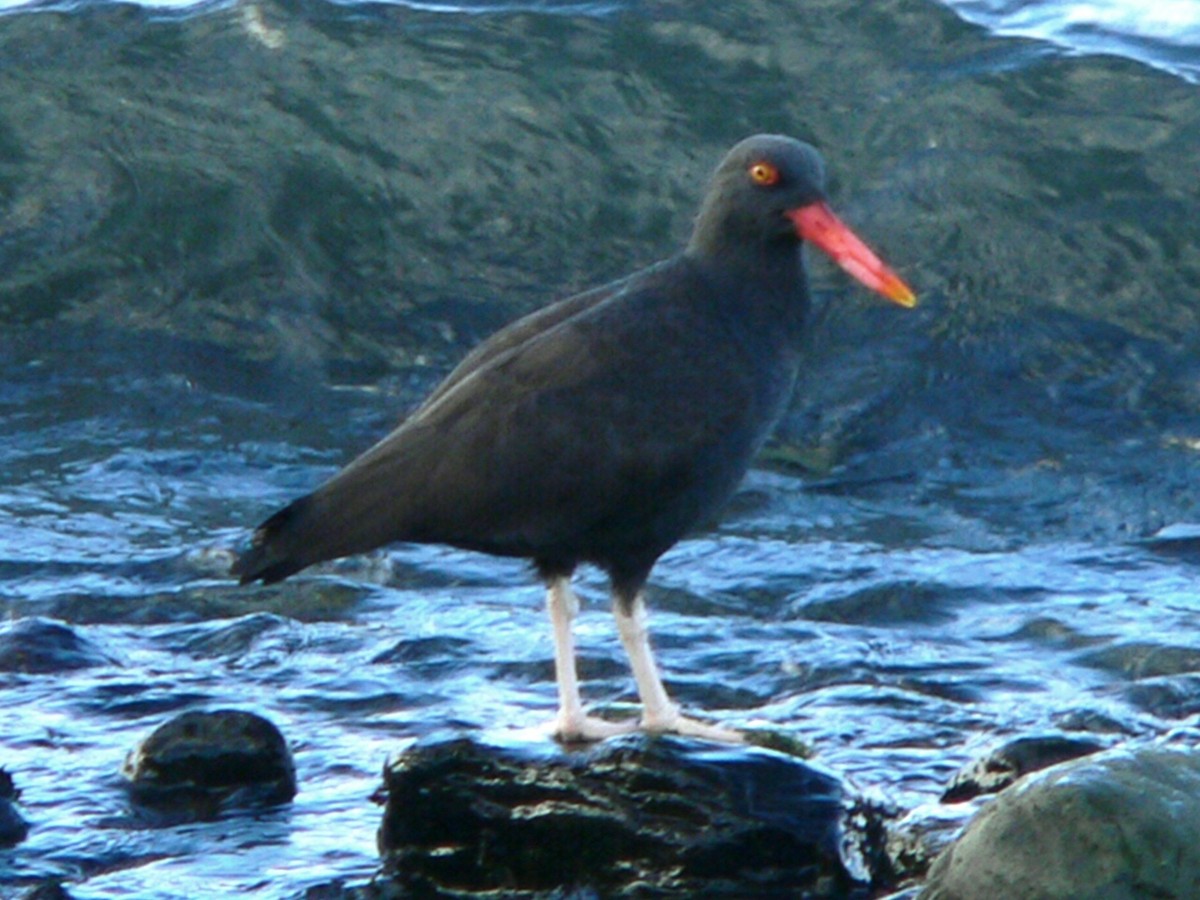 Blackish Oystercatcher - ML275455731