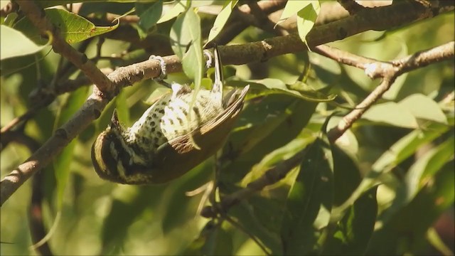 Speckled Piculet - ML275456041