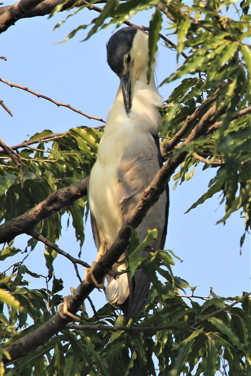 Black-crowned Night Heron - ML275456181