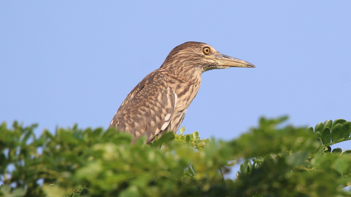 Black-crowned Night Heron - ML275456191