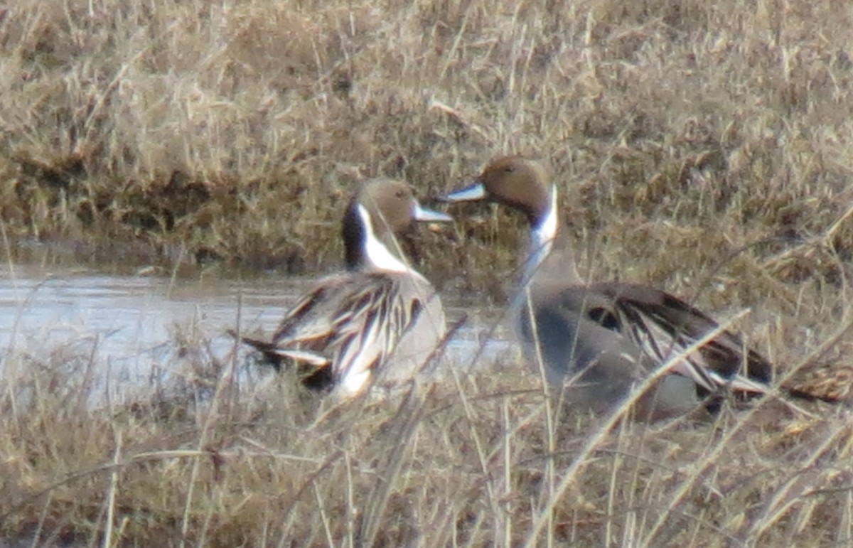 Northern Pintail - Fran Kerbs