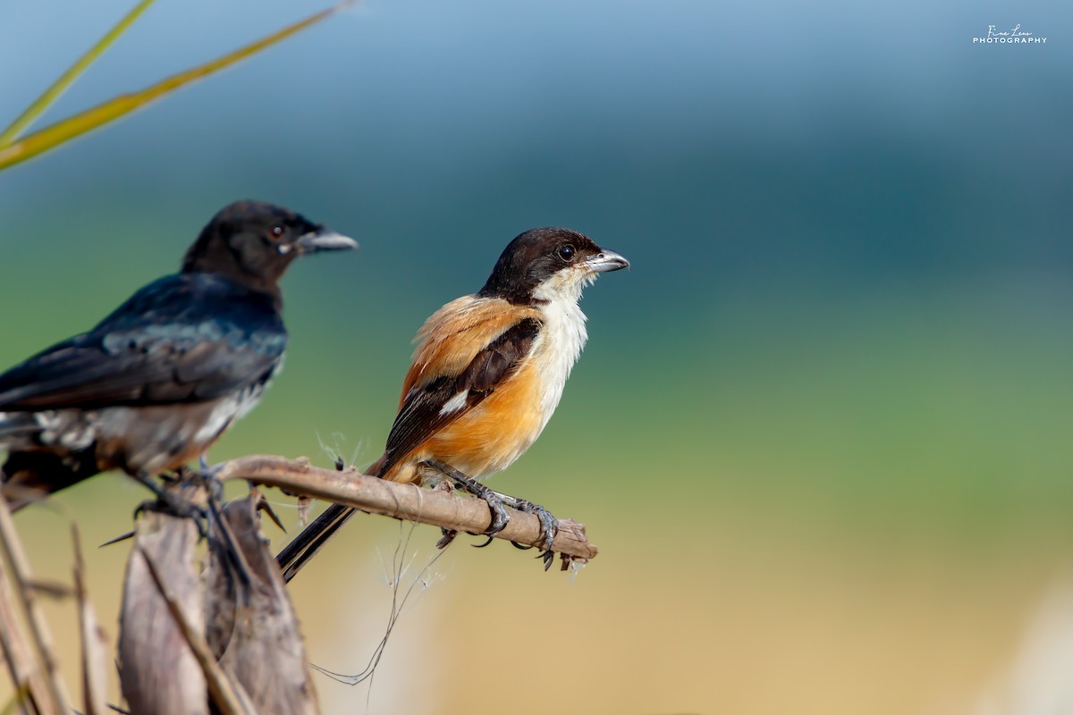 Long-tailed Shrike - Subhajit Khan