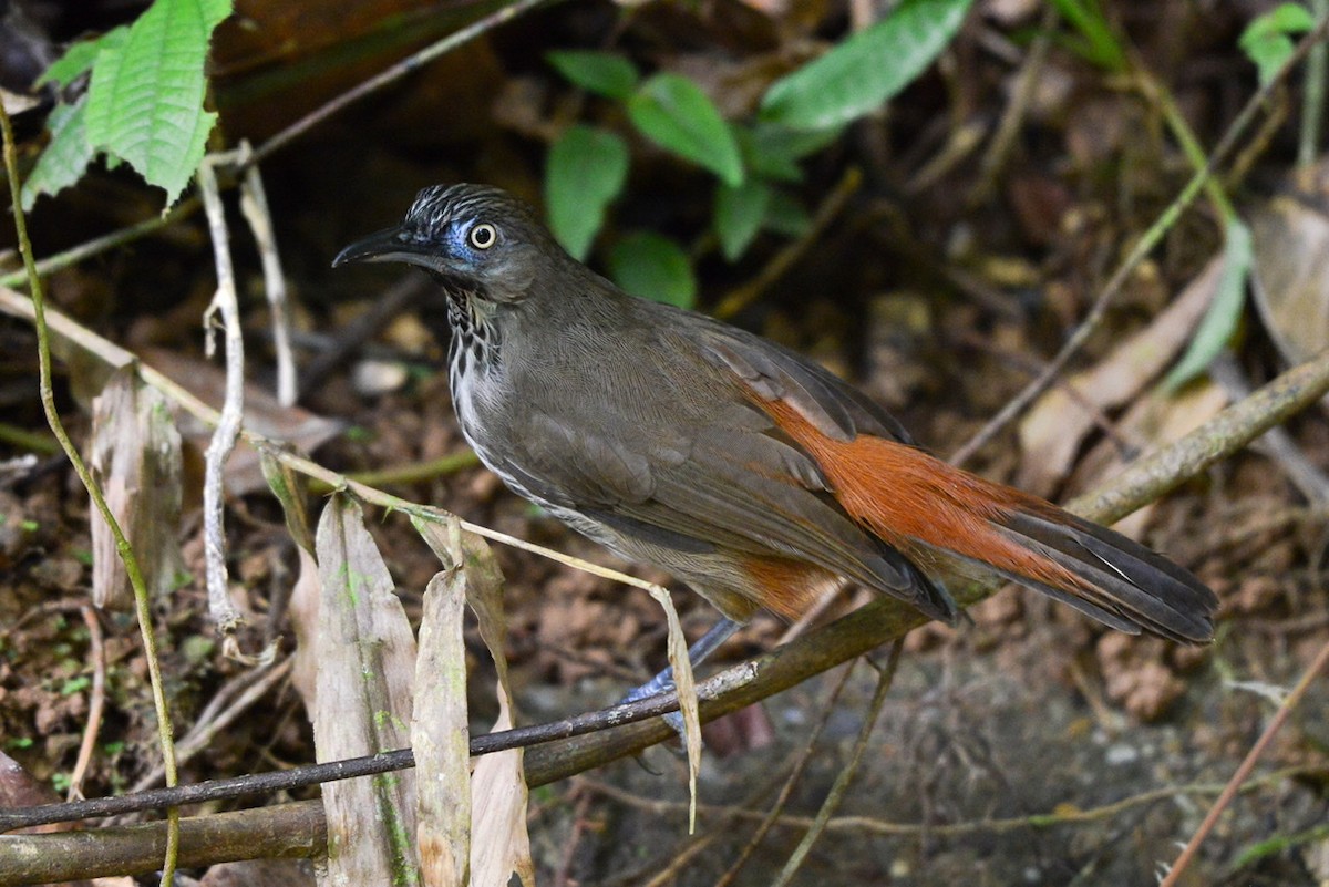 Chestnut-rumped Babbler - Harn Sheng Khor