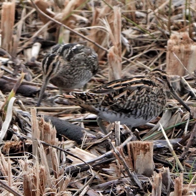 Common Snipe - ML275460261