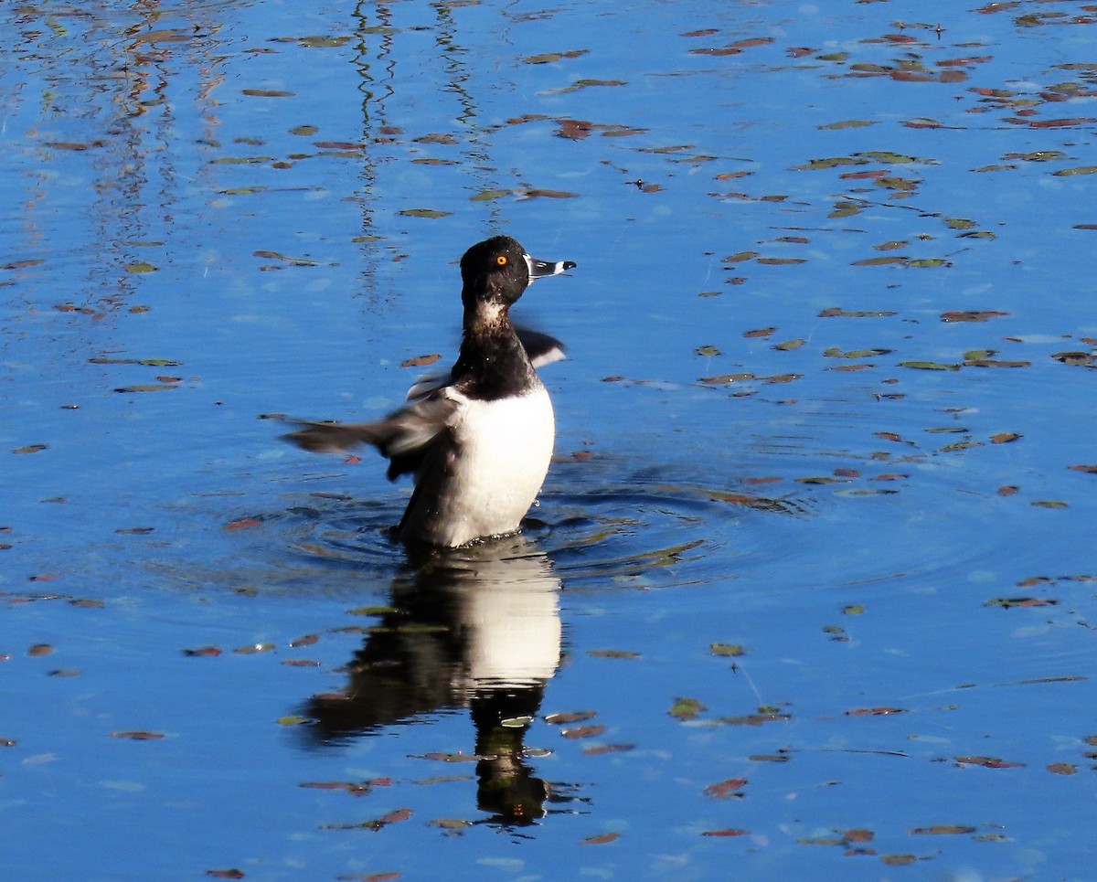 Ring-necked Duck - ML275462311