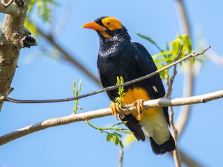 Yellow-faced Myna - Mino dumontii - Birds of the World