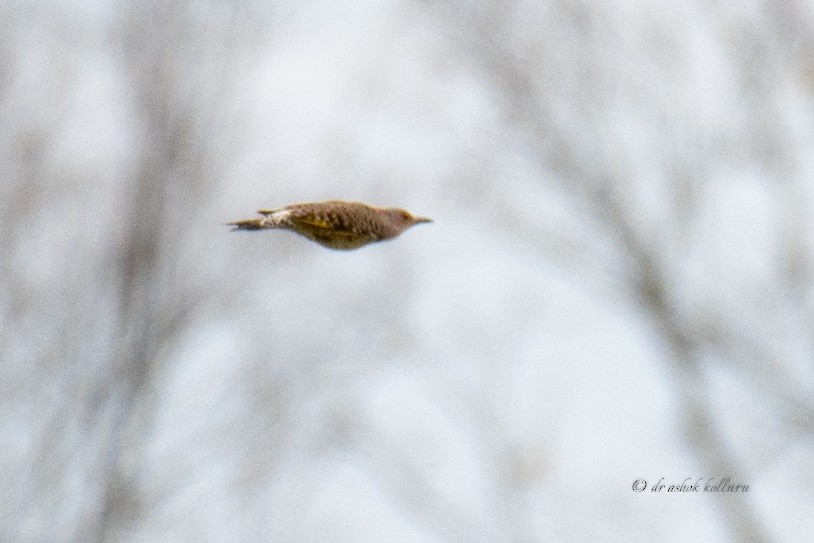 Northern Flicker - ML275463191