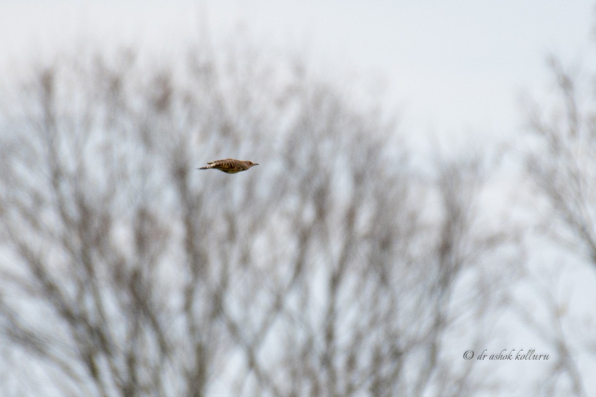 Northern Flicker - Ashok Kolluru