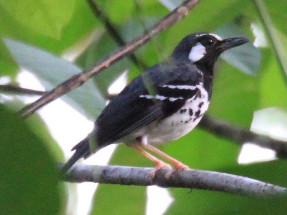 ホオジロジツグミ - eBird