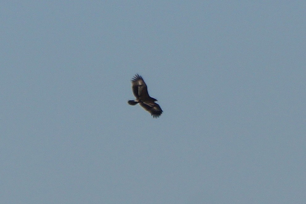 Greater Spotted Eagle - ML275463251