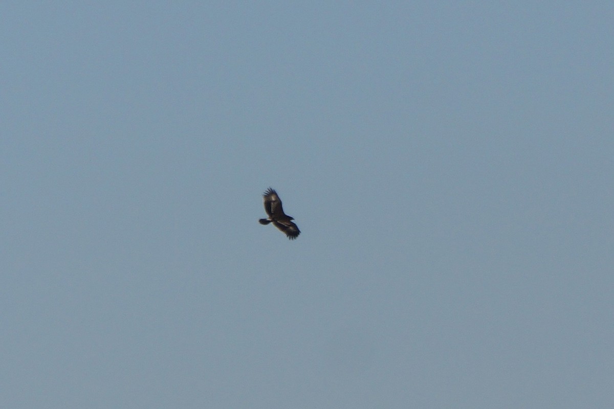 Greater Spotted Eagle - ML275463261