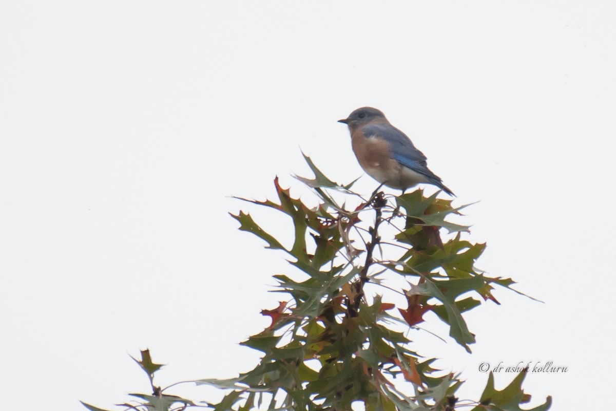 Eastern Bluebird - ML275463301