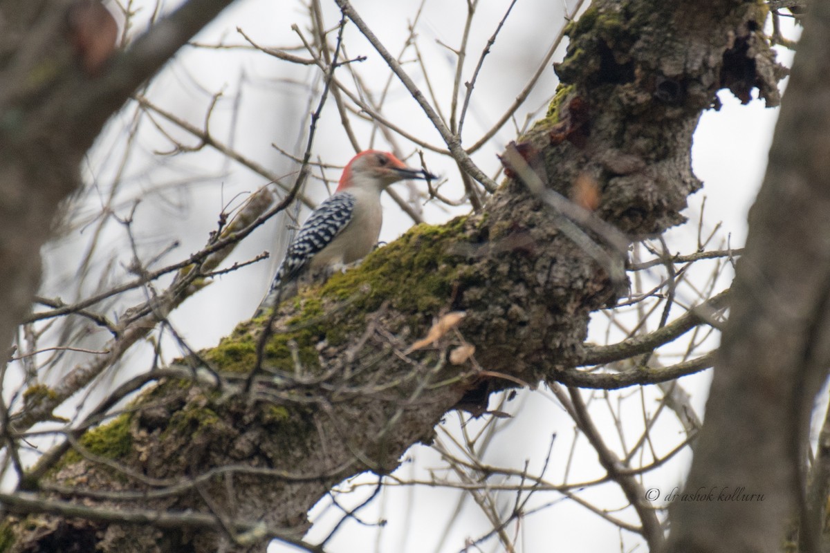 Red-bellied Woodpecker - Ashok Kolluru