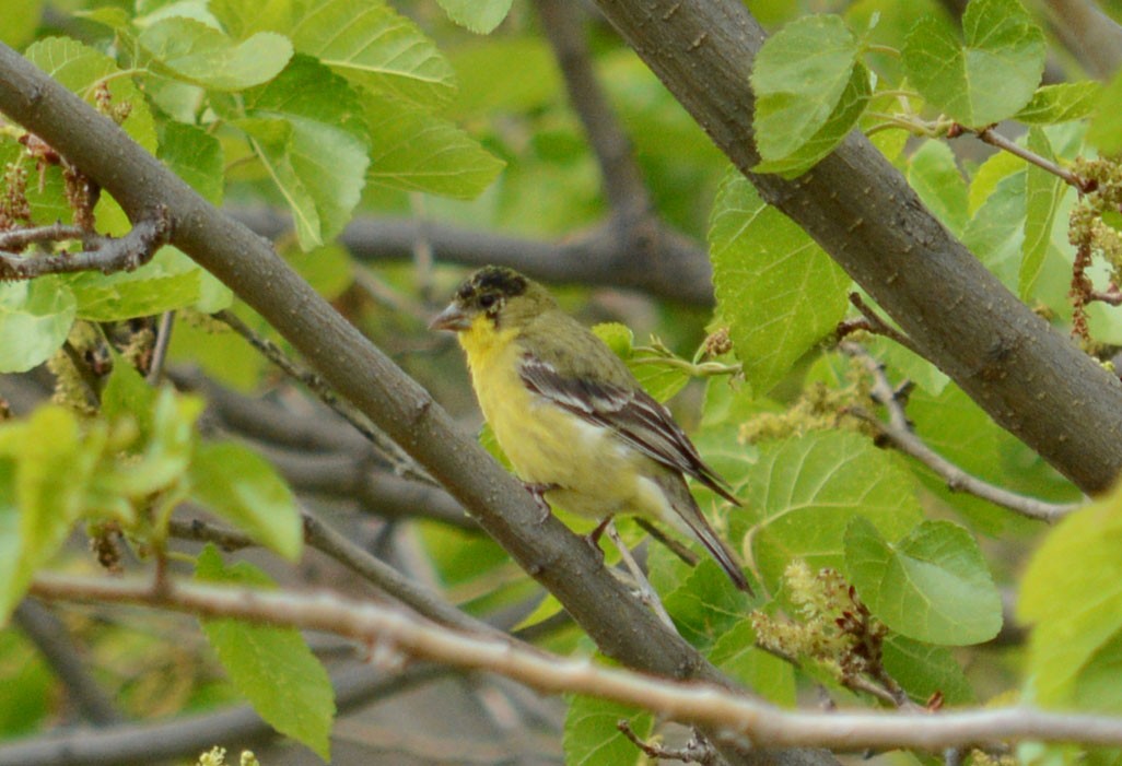 Lesser Goldfinch - Hal Robins