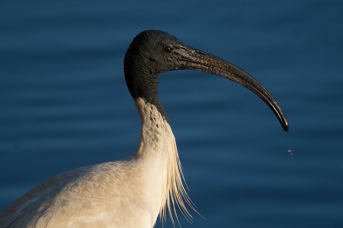 ibis australský - ML275466051