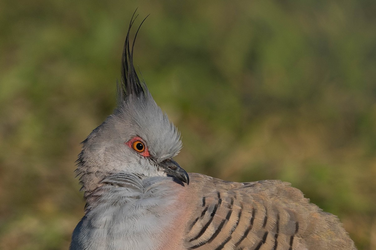 Crested Pigeon - Terence Alexander