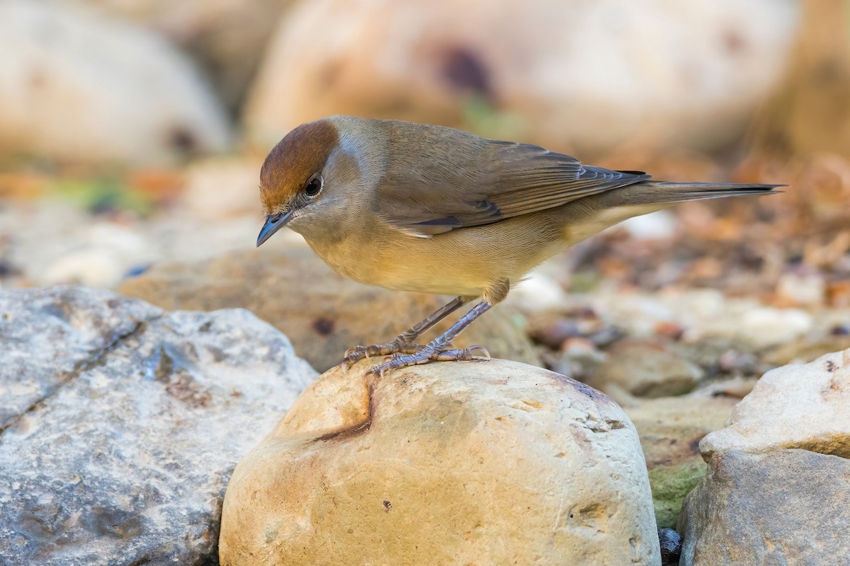 Eurasian Blackcap - ML275468281