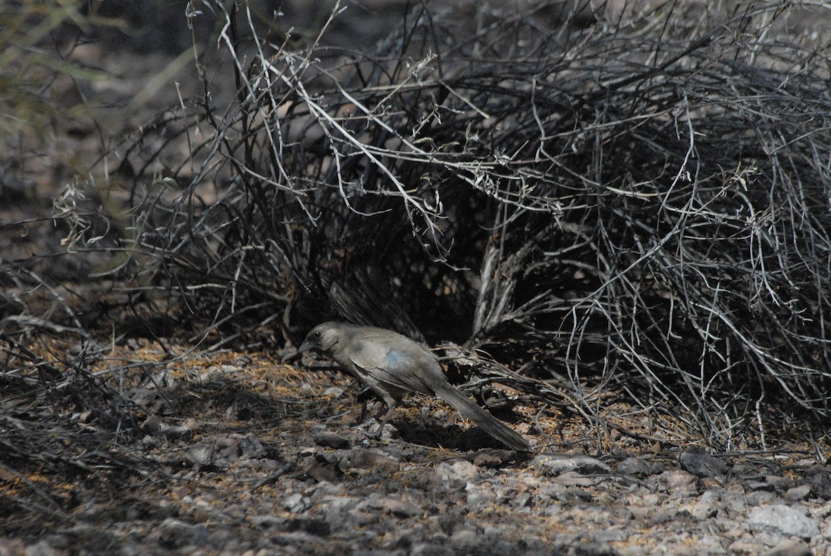 Abert's Towhee - James Jarosz