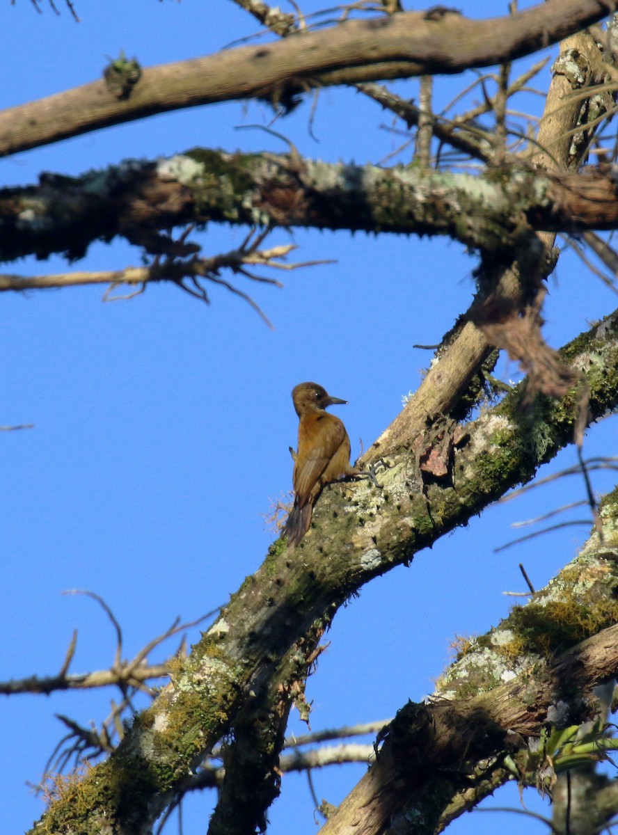 Smoky-brown Woodpecker - ML275469011