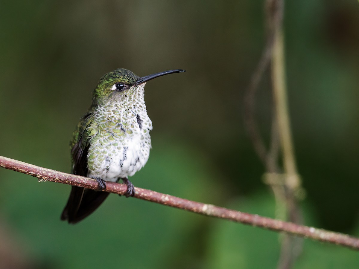 Many-spotted Hummingbird - Nick Athanas