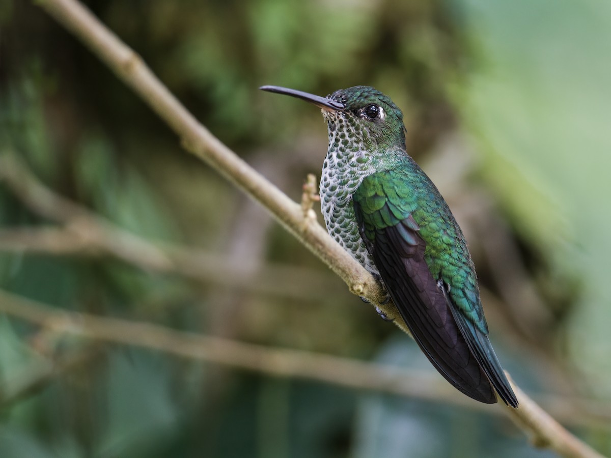 Many-spotted Hummingbird - Nick Athanas