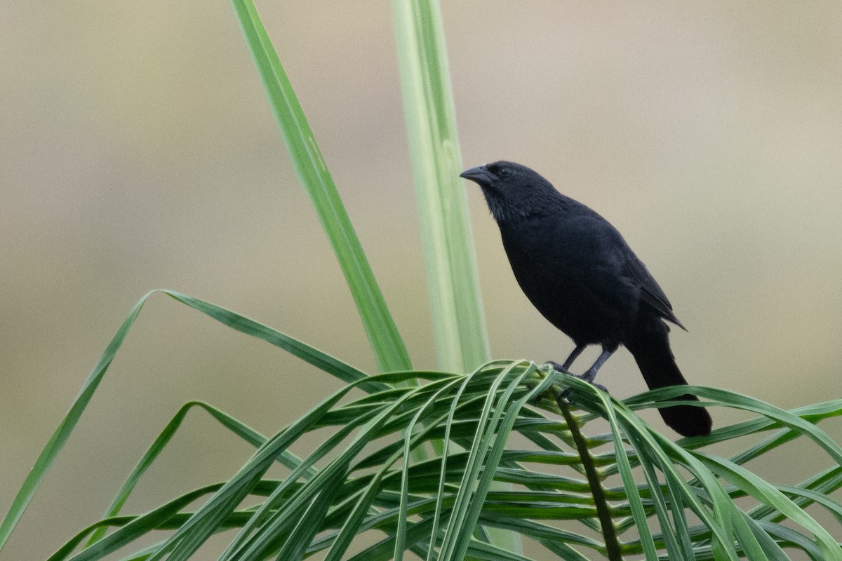 Chopi Blackbird - ML275471061