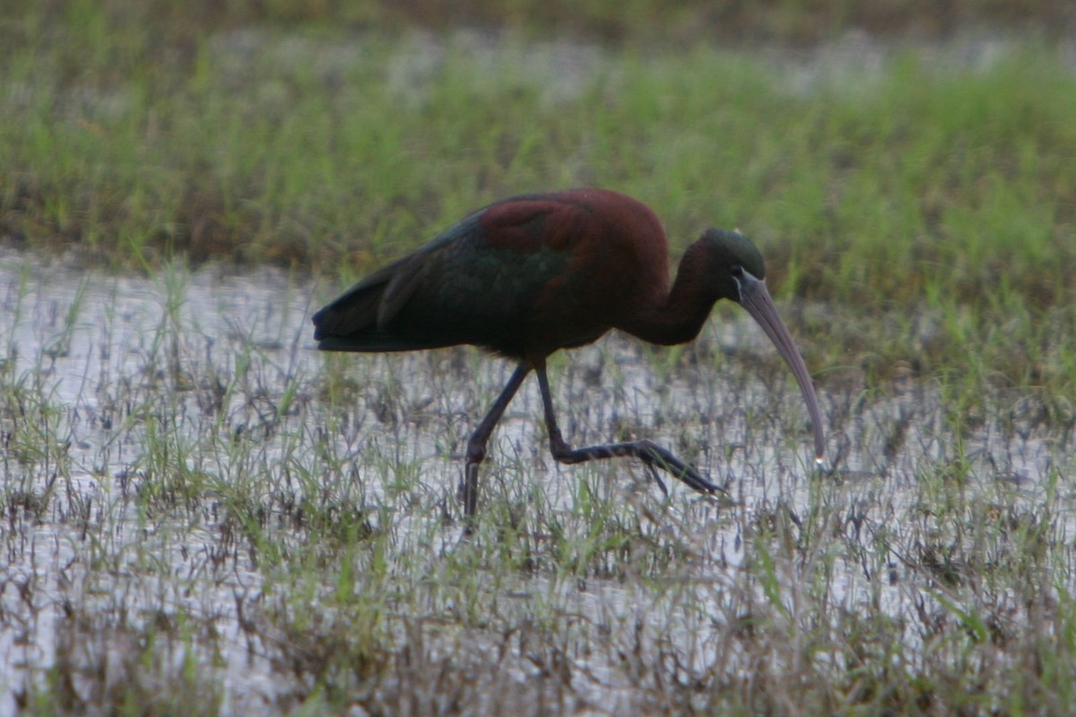 Glossy Ibis - Eric Carpenter