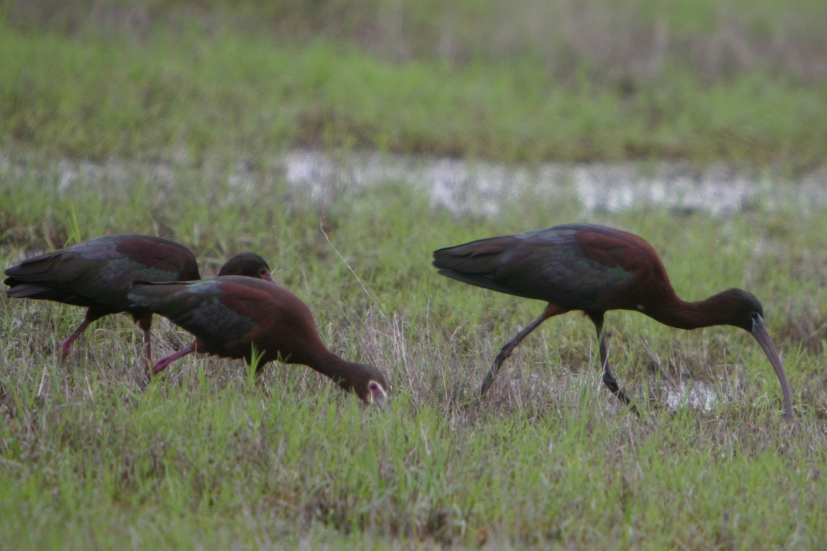 Glossy Ibis - Eric Carpenter