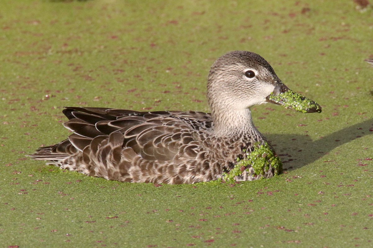 Blue-winged/Cinnamon Teal - Noah Strycker