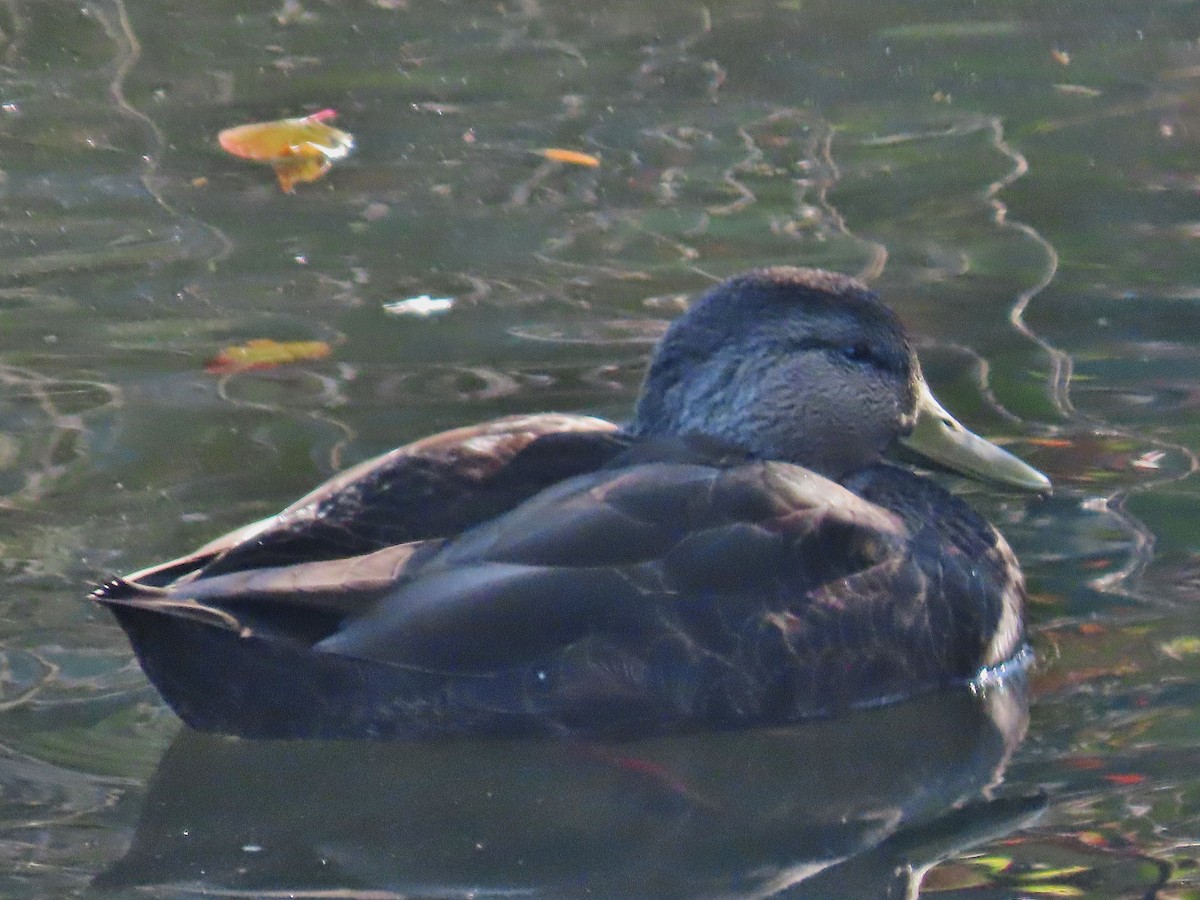 American Black Duck - Craig Johnson