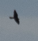 Falco sp. (large falcon sp.) - ML275473661