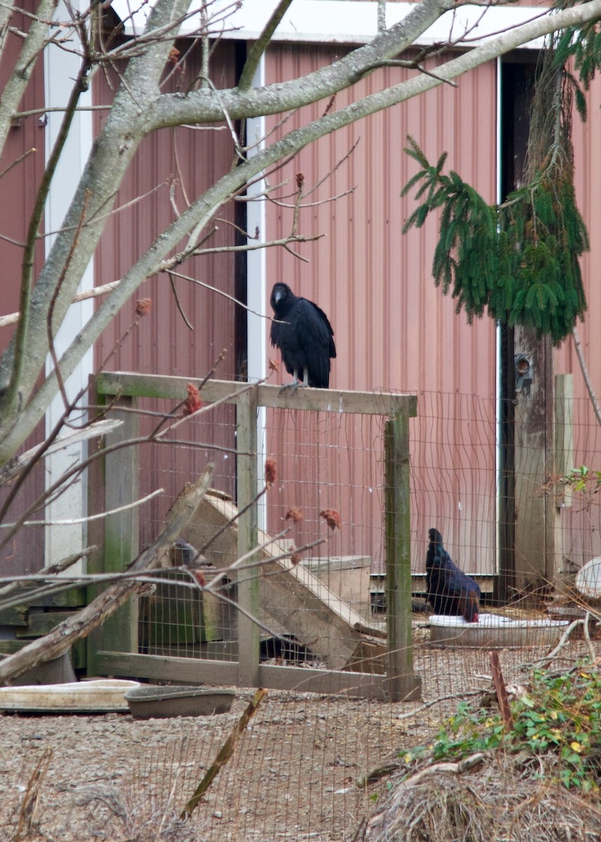 Black Vulture - ML275476441