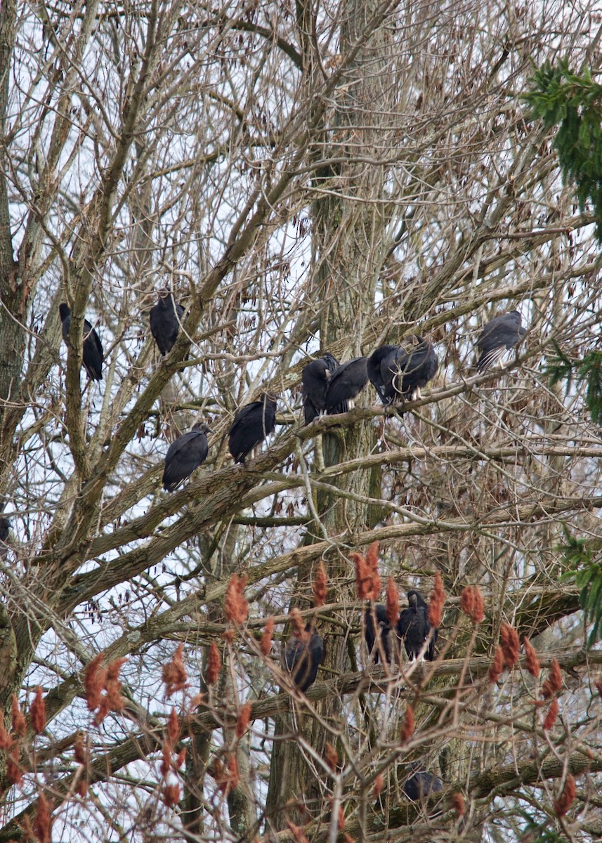 Black Vulture - ML275476451