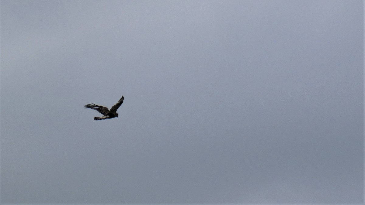 Rough-legged Hawk - Claude Deschênes